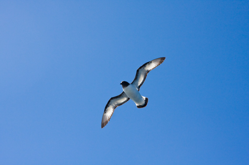 Cape Petrel In Flight